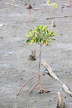 Propagated for mangrove trees.