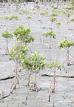 Propagated for mangrove trees.