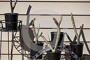 Propagated plumeria trees in black pots