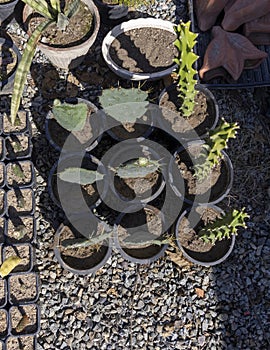Propagated by rooting opuntia and euphorbia leaves