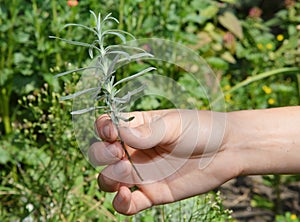 Propagating lavender from cuttings. A gardener is holding a lavender cutting, graft in hand to plant it in soil