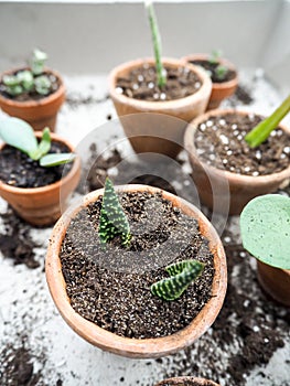 Propagating multiple succulents from cuttings in small terracotta pots