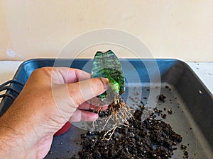 Propagating sanseveria snake plant from a single leaf