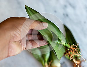 Propagating snake plant by a single leaf holding in hand with selective focus