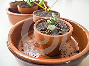 Propagating succulents in small terracotta pots