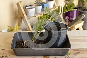 Propagating Zamioculcas zamiifolia plant by roots division