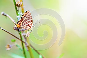 Propagation of Cigaritis Syama butterfl