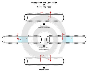 Propagation and Conduction of Nerve Impulse Infographic Diagram