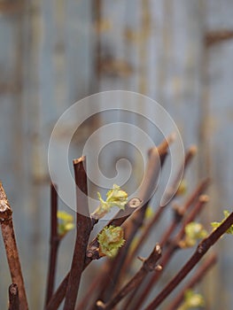 Propagation of grapes by cuttings. Cuttings. Green sprouted buds on cuttings on an ancient wooden natural background. Home