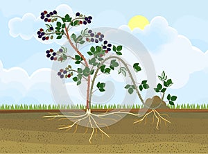 Blackberry plant vegetative reproduction scheme photo