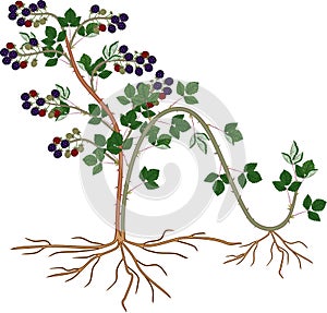 Propagation by layering. Blackberry plant vegetative reproduction scheme