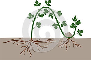 Propagation by layering. Blackberry plant vegetative reproduction scheme photo