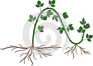 Propagation by layering. Blackberry plant vegetative reproduction scheme