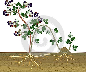 Propagation by layering. Blackberry plant vegetative reproduction scheme photo