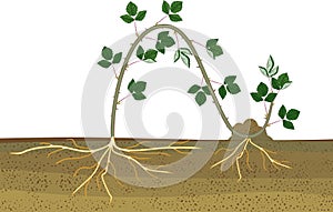 Propagation by layering. Blackberry plant vegetative reproduction scheme