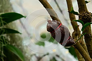 Propagation with the method of the branches to get the original tree.