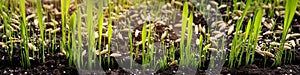 Propagation by seed of cyperus zumula or cat grass on soil photo