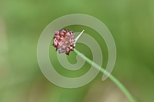 The propagule Bulbil of Wild rocambole.