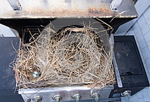 A propane gas grill stuffed with a birds nest containing blue eggs.