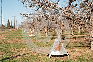 Propane smudge frost protection heaters along the orchard edges for night time heating when the temperature drops photo
