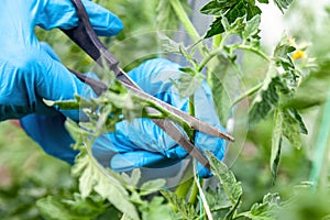 Proper pruning suckers on tomatoes in the greenhouse