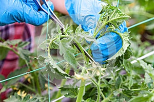 Proper pruning suckers on tomatoes in the greenhouse