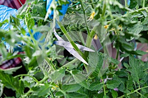 Proper pruning suckers on tomatoes in the greenhouse