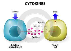 Properties of Cytokines
