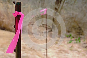 Property line markers with pink ribbons tall stakes in the ground