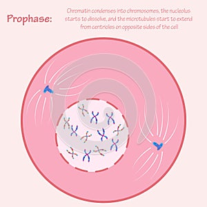 Prophase stage of mitosis photo