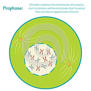 Prophase stage of mitosis