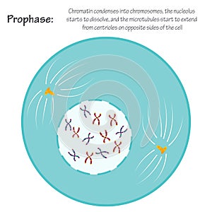 Prophase stage of mitosis photo