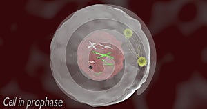 Prophase, first phase in mitosis, in 3d illustration photo