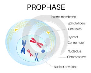 Prophase is the phase of the cell cycle.