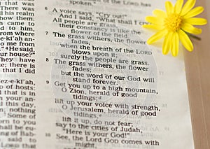 Prophet Isaiah 40:8 chapter verse. The grass withers the flower fades but the Word of our God stands forever photo