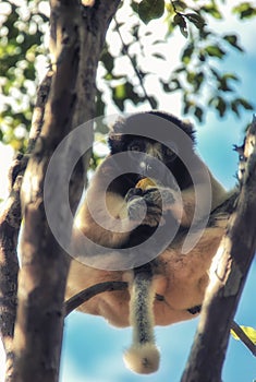 Propithecus verreaux, Verreaux`s sfaka, in the Isalo national park, Madagascar