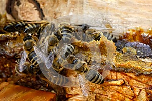 Propolis. Bee glue. Bee products. Apitherapy. Apiculture. photo