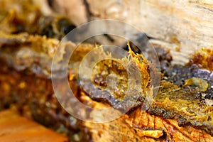 Propolis in the middle of a hive with bees. Bee glue. Bee products. Apitherapy. Apiculture.