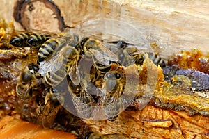 Propolis in the middle of a hive with bees. Bee glue. Bee products. Apitherapy. Apiculture.