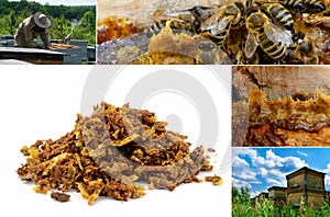 Propolis in the middle of a hive with bees. Bee glue. Bee products. Apitherapy. Propolis treatment. How it helps heal