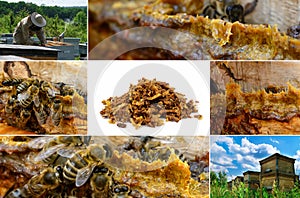 Propolis in the middle of a hive with bees. Bee glue. Bee products. Apitherapy. Propolis treatment. How it helps heal