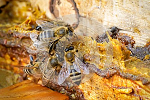 Propolis in the middle of a hive with bees. Bee glue. Bee products. Apitherapy. Propolis treatment. Top view