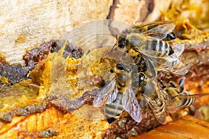 Propolis in the middle of a hive with bees. Bee glue. Bee products. Apitherapy. Apiculture. photo