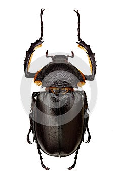 Propomacrus bimucronatus