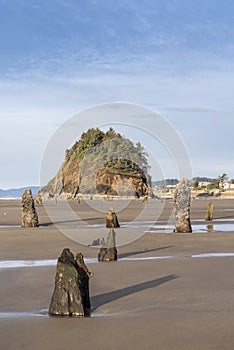 Proposal Rock and 2000 Year Old Fossilized Spruce Trees known as Ghost Trees appear when a Minus Tide Occurs. photo