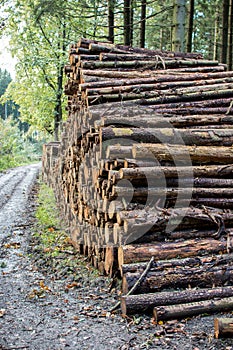 Proposed wood trunks to pick up ready photo