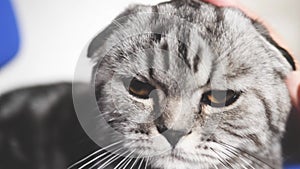 Proprietress strokes the cat`s back. happy cat lies and looks into the camera lens. close-up. beautiful british scottish