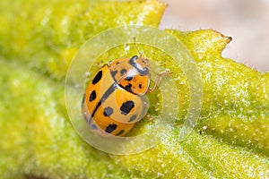 Propylaea quatuordecimpunctata walking on a green leaf under the sun photo