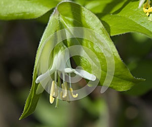 Prosartes trachycarpa