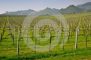 Prosecco grape vines photo